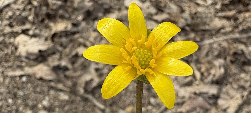 Lesser celandine flower